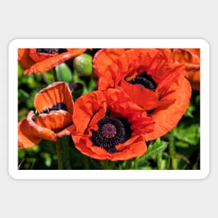 Blood Red Poppies Sticker